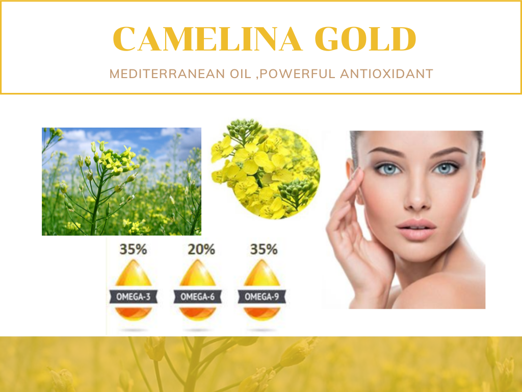 Camelina Gold น้ำมันสกัดเย็นจากเมล็ดCamelina Sativa อุดมด้วยVitamin E และOmega 3,6,9 ช่วยต่อต้านอนุมูลอิสระและลดเลือนริ้วรอยก่อนวัย